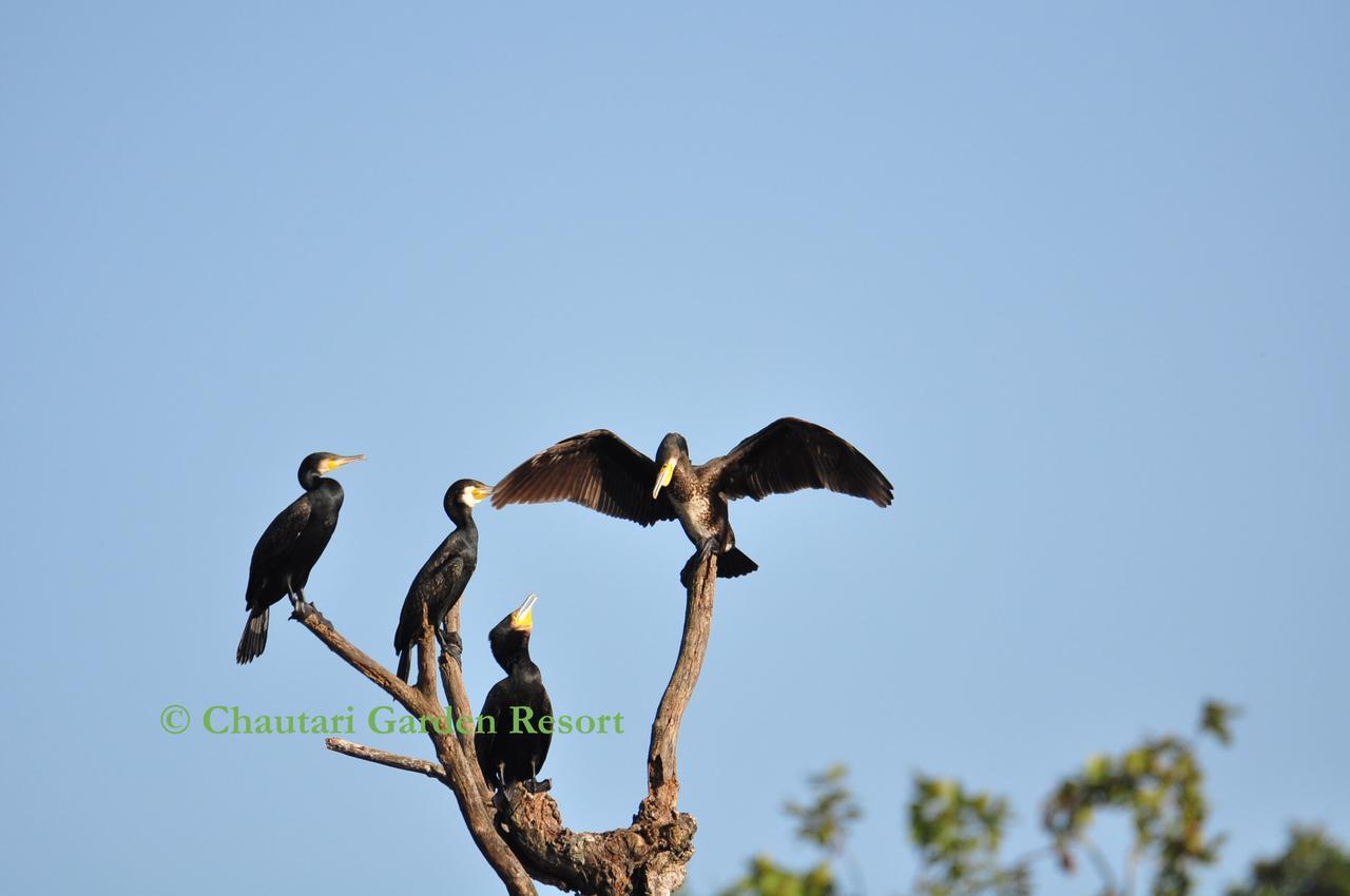Chautari Garden Sauraha